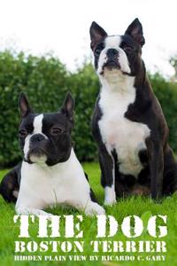 The Dogs (Boston Terrier)