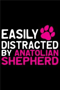 Easily Distracted by Anatolian Shepherd