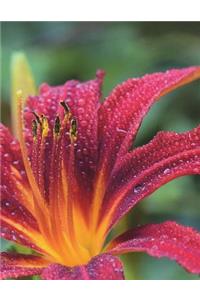 Lily Red Blossom Daylily Petal Garden Gardening Tropical Nature Bloom Water