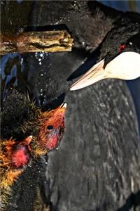 Mama Coot Bird and Her Babies Journal