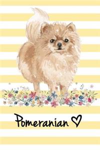 Pomeranian