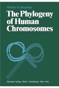Phylogeny of Human Chromosomes