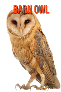 Barn owl