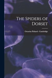Spiders of Dorset