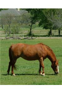 Horse Photo School Composition Book Equine Grazing Horses Scene