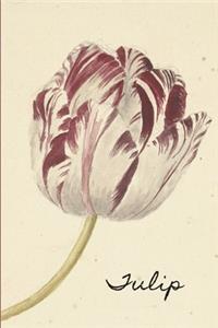 Tulip