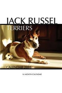 Jack Russel Terriers Calendar 2016