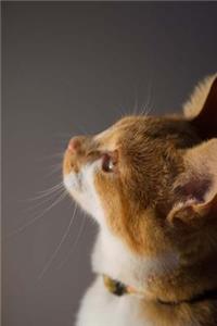 Mind Blowing Orange Kitty