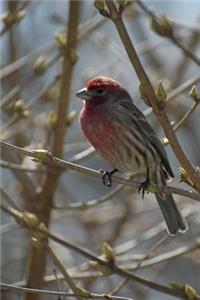 House Finch Bird Journal