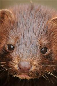 American Mink Journal