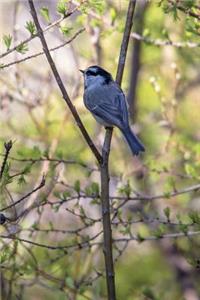 Mountain Chickadee Bird Journal