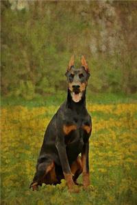 Doberman Pinscher