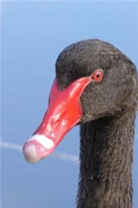 Headshot of a Black Swan Bird Journal