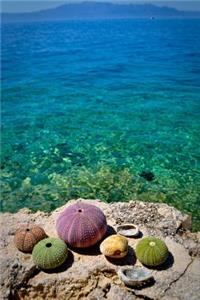 Sea Urchins on a Rock at the Coast Vacation Journal