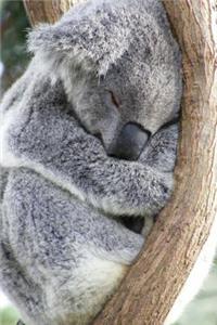Super Cute Koala Napping in a Tree Journal