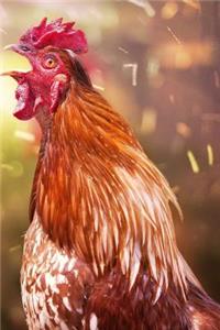 Singing Roosters Getting Down Notebook