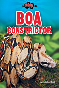 Boa Constrictor