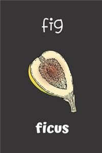 fig ficus