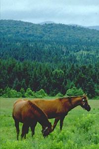 2020 Weekly Planner Horse Photo Equine Grazing Horses Mountain 134 Pages