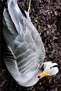 Bar Headed Goose Resting on Shore Journal