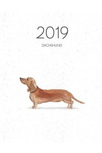 2019 Dachshund