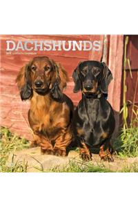 Dachshunds 2019 Square Foil