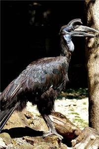 An Enormous Ground Hornbill Bird Journal