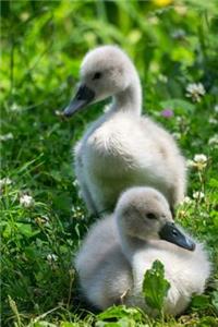 Baby Swans Journal
