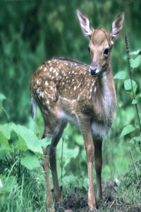 Memo Block - Deer