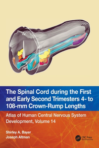 Spinal Cord During the First and Second Trimesters - 4 to 108 MM