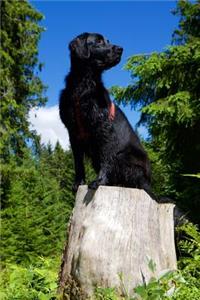 The Flat-Coated Retriever Dog Journal