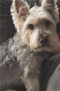 Let Me Out or I'll Pee on the Floor - Dog Journal