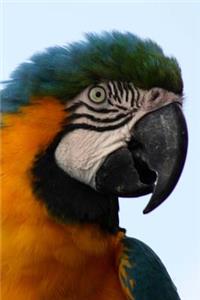 Blue-Headed Macaw Journal (Bird/Parrot)