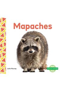Mapaches (Raccoons)