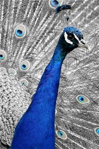 Peacock Lovers 2020 Weekly Monthly Planner