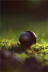 An Acorn Fallen on Moss in the Forest Journal