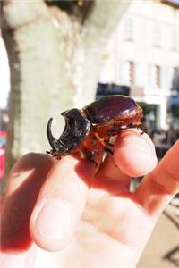 Holding A Rhinoceros Beetle Journal