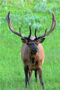 Elk