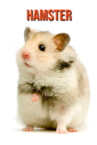 Hamster