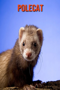 Polecat