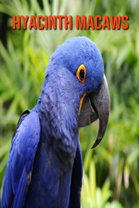 Hyacinth Macaws