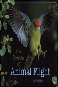 Secrets of Animal Flight