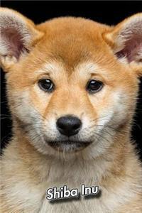 Shiba Inu