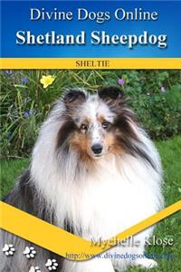 Shetland Sheepdogs