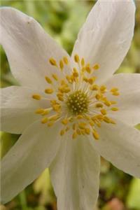 Wood Anemone Flower Journal