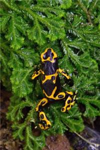 Dart Frog (Dendrobates Tinctorius) Journal