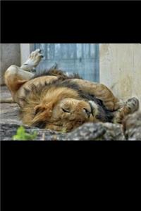 Sleeping Lion Journal