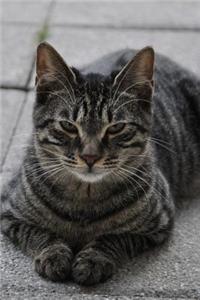 So Sweet Gray Tabby Cat on the Sidewalk Pet Journal