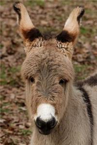 Inquisitive Baby Donkey Journal