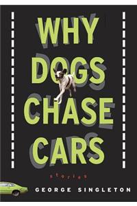 Why Dogs Chase Cars